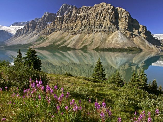 Bow_Lake_and_Flowers_Banff_National_Park_Alberta_Canada