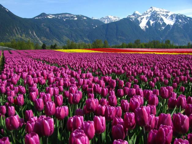 tulip tulips field of purple  tulips mountains in background